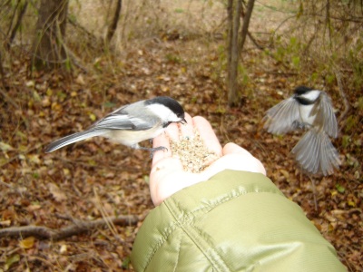 feedingbirds.jpg